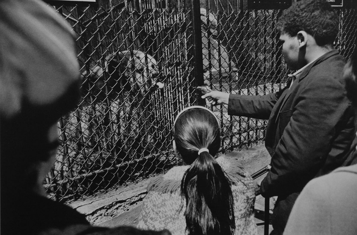 the Animals New York zoo Garry Winogrand