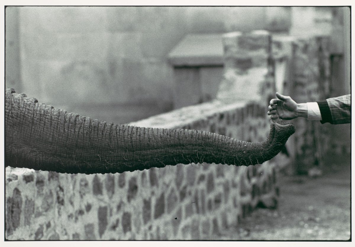 the Animals New York zoo Garry Winogrand