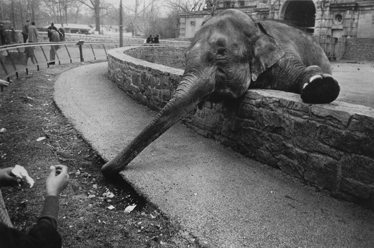 the Animals New York zoo Garry Winogrand