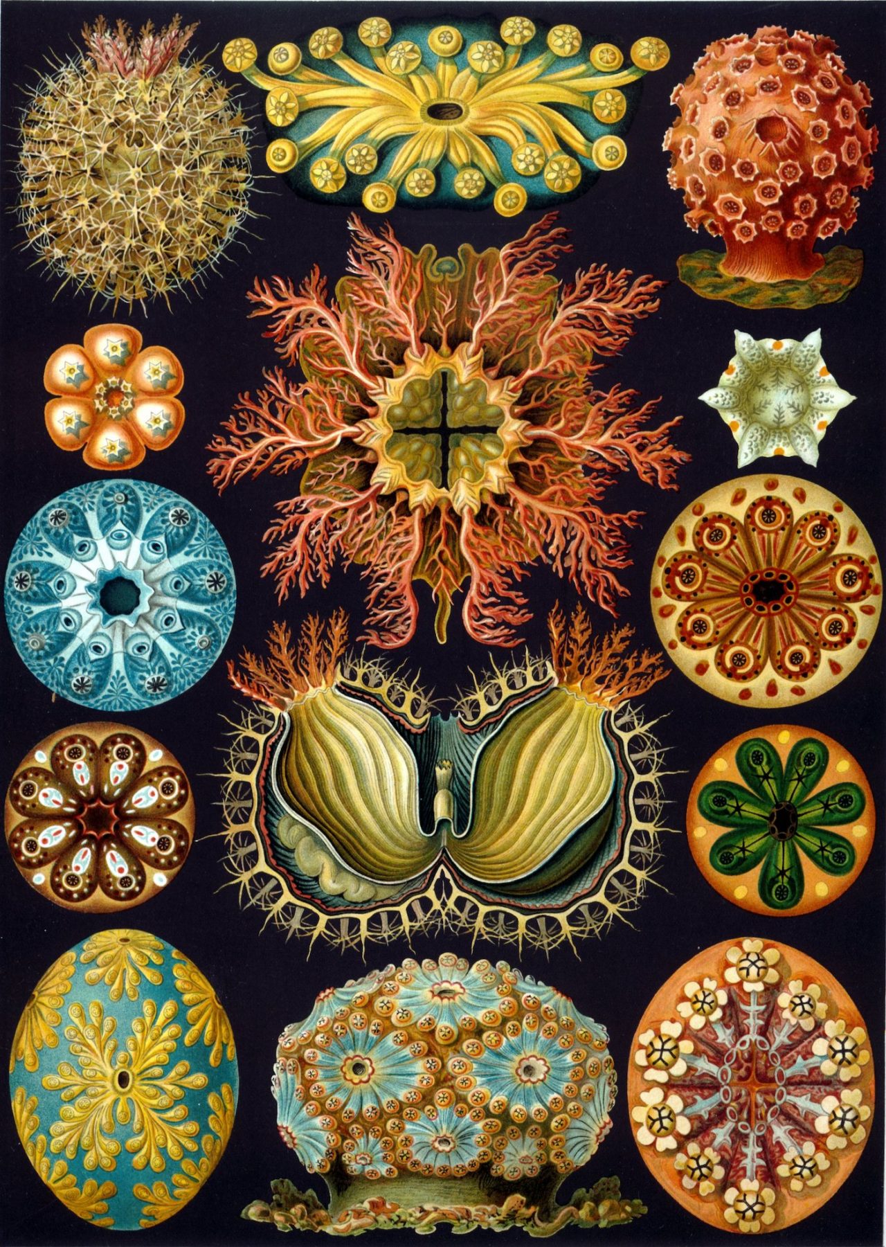 Ernst Haeckel, ‘Ascidiae’ , Plate 85 from  ‘Kunstformen der Natur (Artforms of Nature) , published 1904 (via The Library of Congress, Washington DC)  