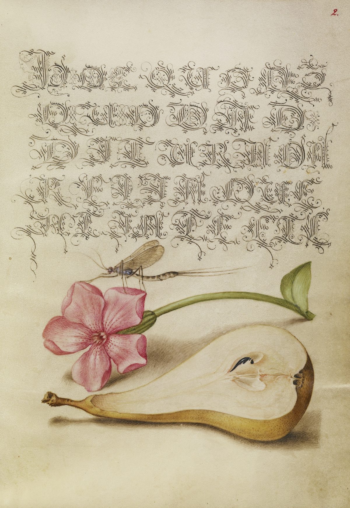 The Model Book of Calligraphy (Mira Calligraphiae Monumenta) Georg Bocskay Joris Hoefnagel