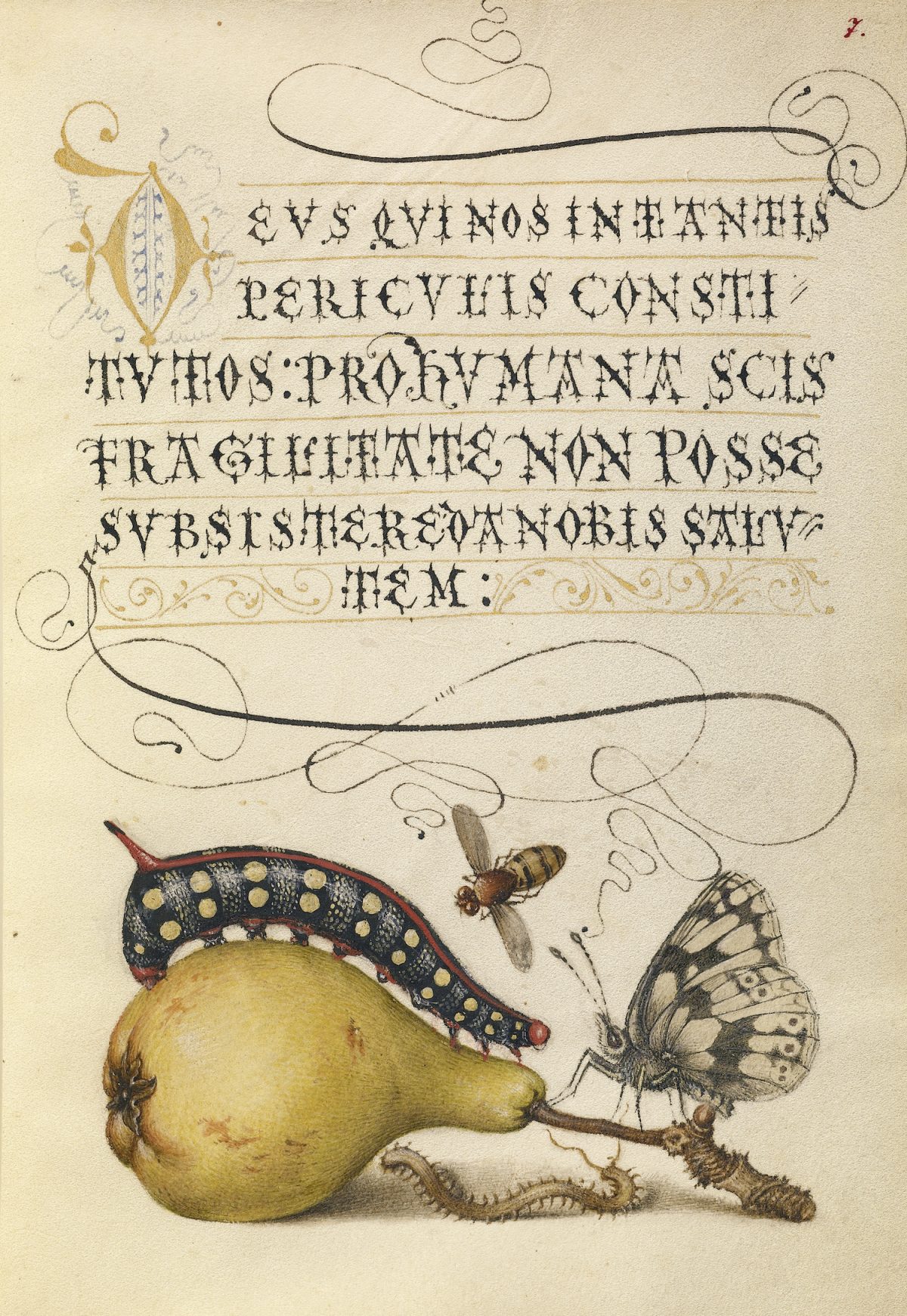 The Model Book of Calligraphy (Mira Calligraphiae Monumenta) Georg Bocskay Joris Hoefnagel