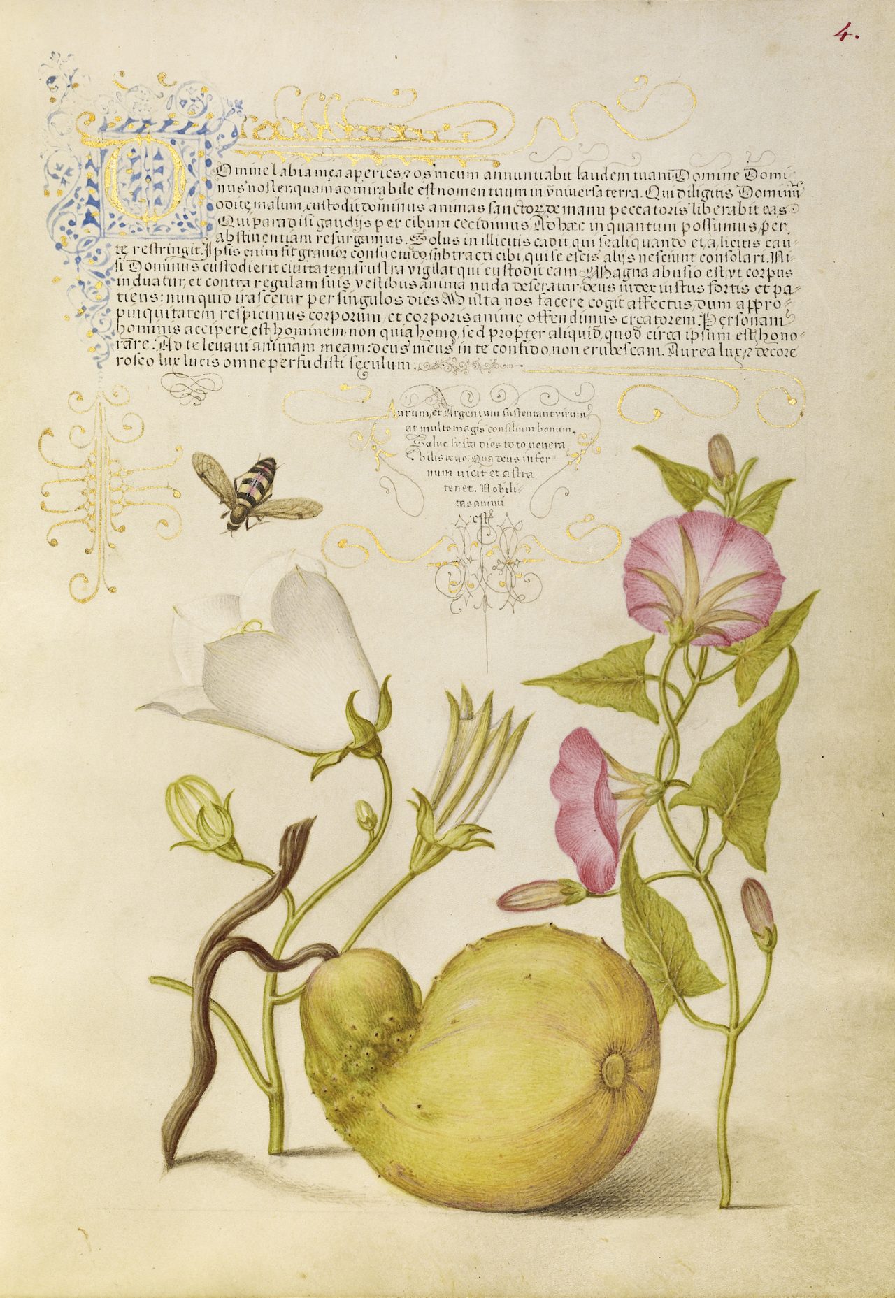 The Model Book of Calligraphy (Mira Calligraphiae Monumenta) Georg Bocskay Joris Hoefnagel
