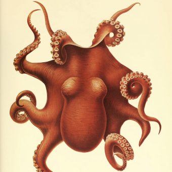 Marine Biologist Carl Chun, Discoverer of the ‘Vampire Squid’ Publishes the First, Fully-Illustrated Atlas of Cephalopods in 1910