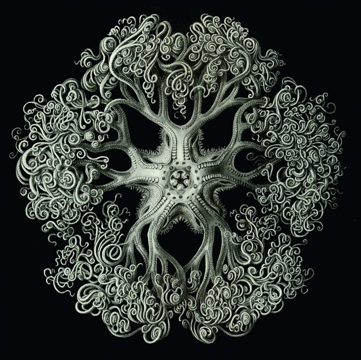 Ernst Haeckel, 1904. Lithograph of an ophidea, a type of echinoderm similar to a starfish
