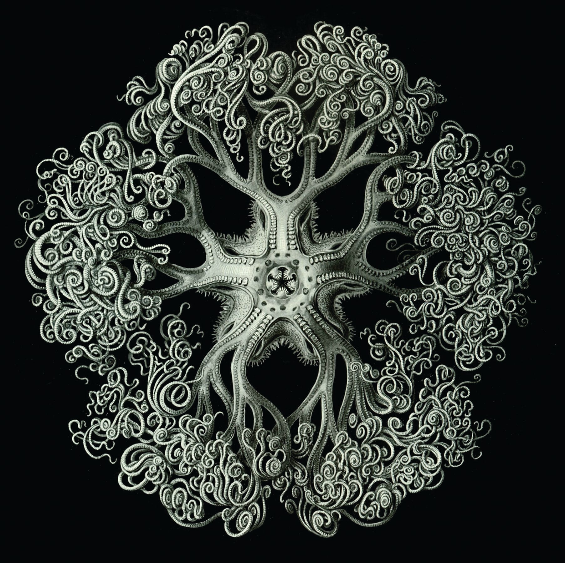 Gorgeous Prints Of Ernst Haeckel S Illustrations Of Microscopic Life Flashbak