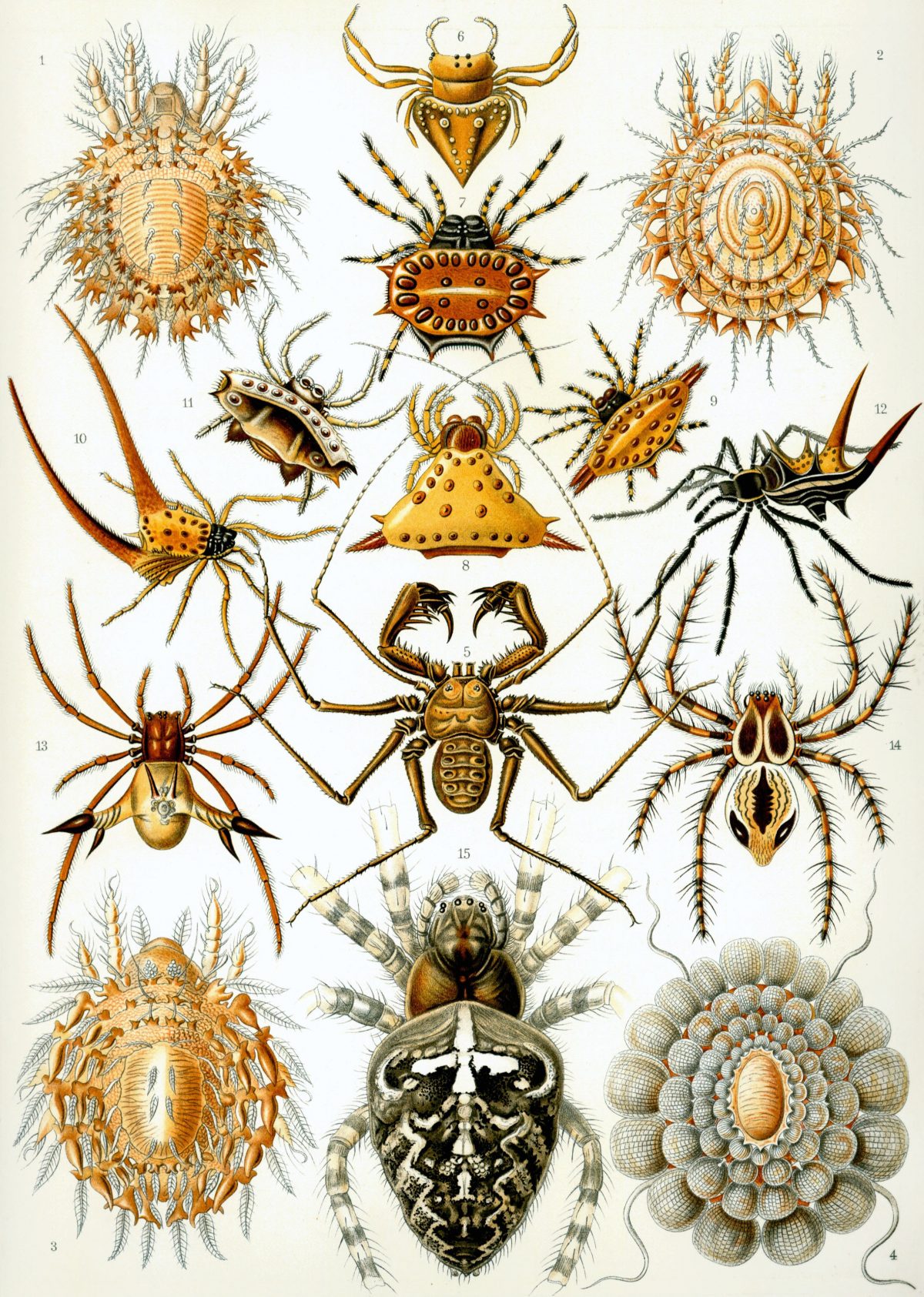 Ernst Haeckel - Kunstformen der Natur (1904), plate 66: Arachnida