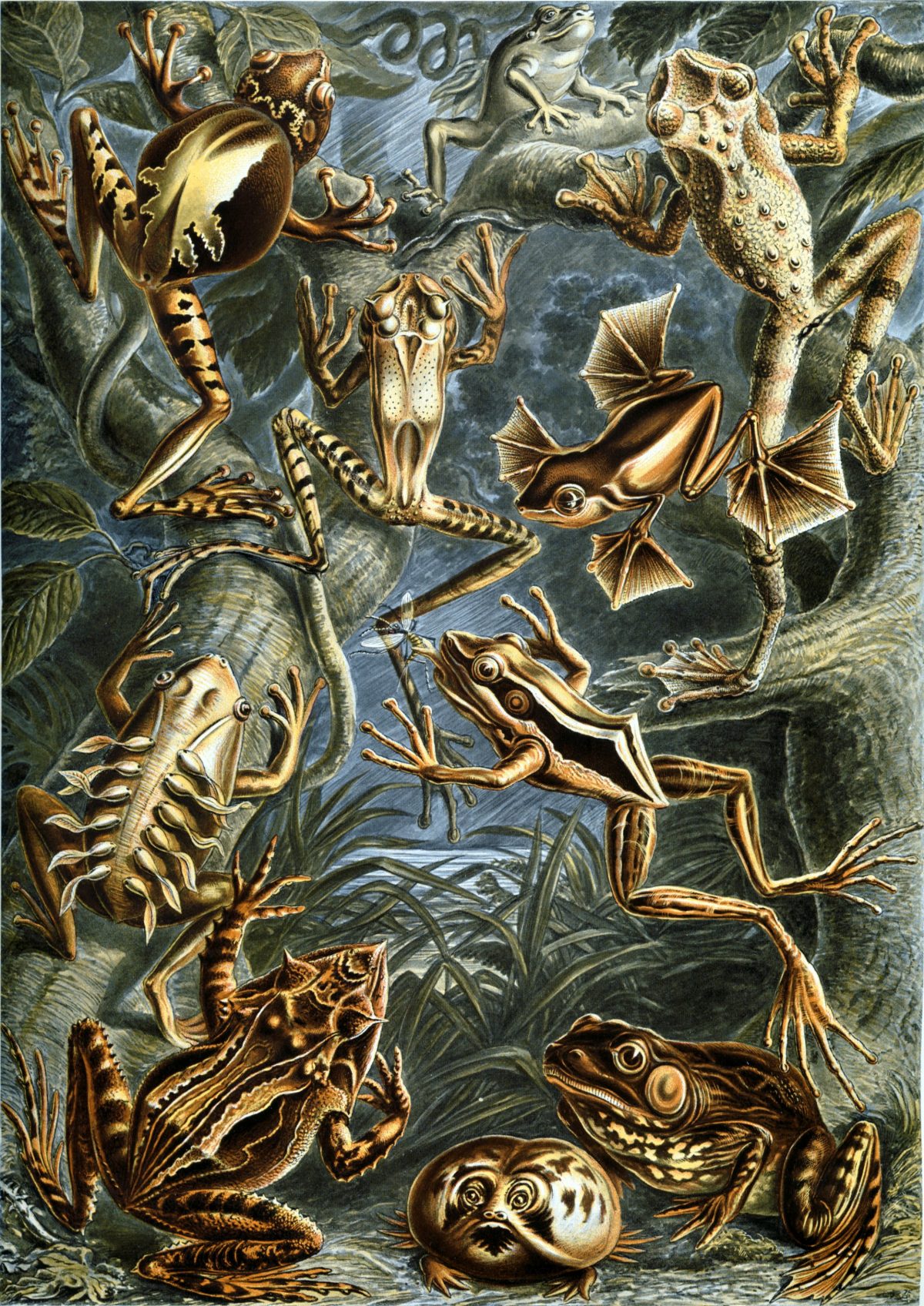 Ernst Haeckel - Kunstformen der Natur (1904), plate 68: Batrachia
