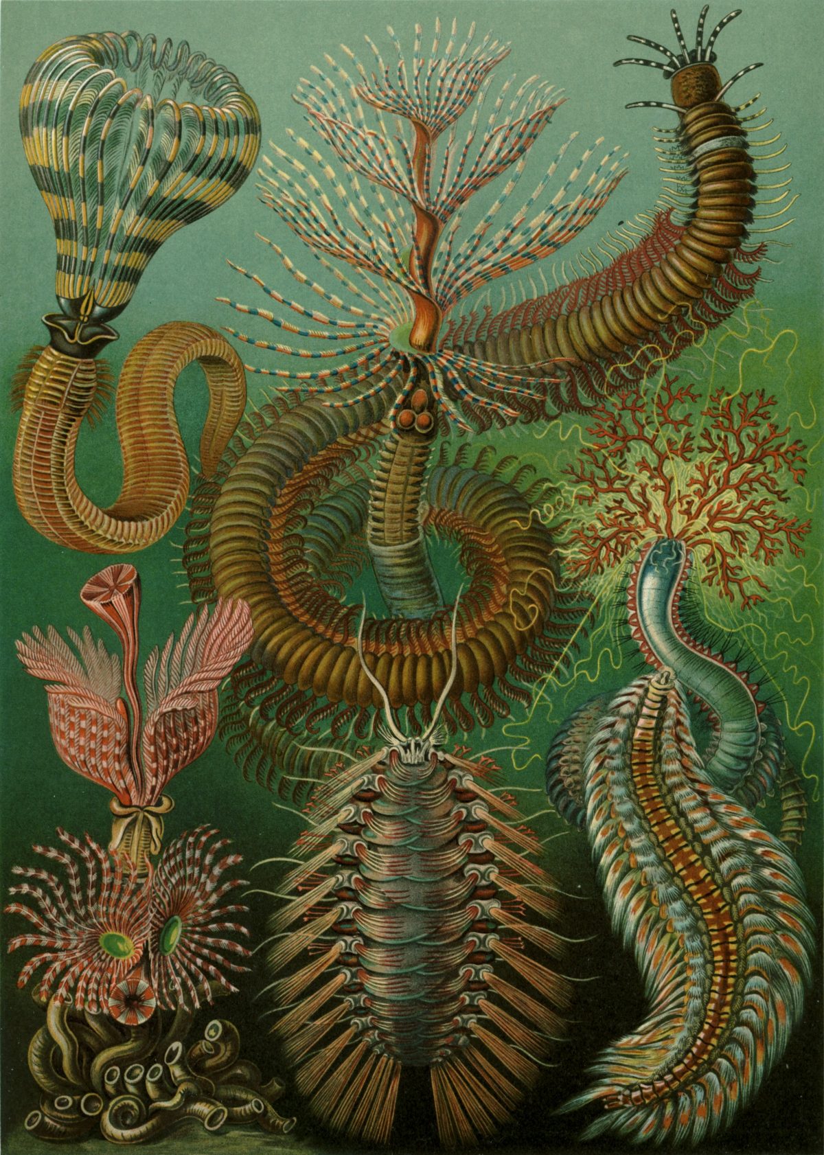 Ernst Haeckel - Kunstformen der Natur (1904), plate 96: Chaetopoda