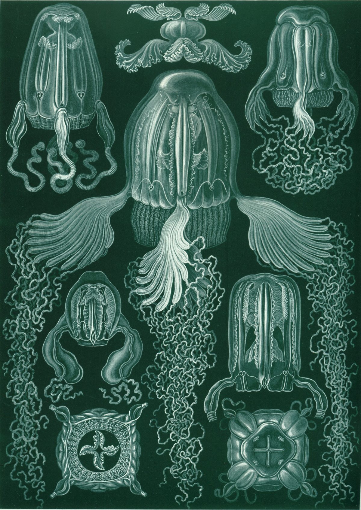 Ernst Haeckel - Kunstformen der Natur (1904), plate 78: Cubomedusae 