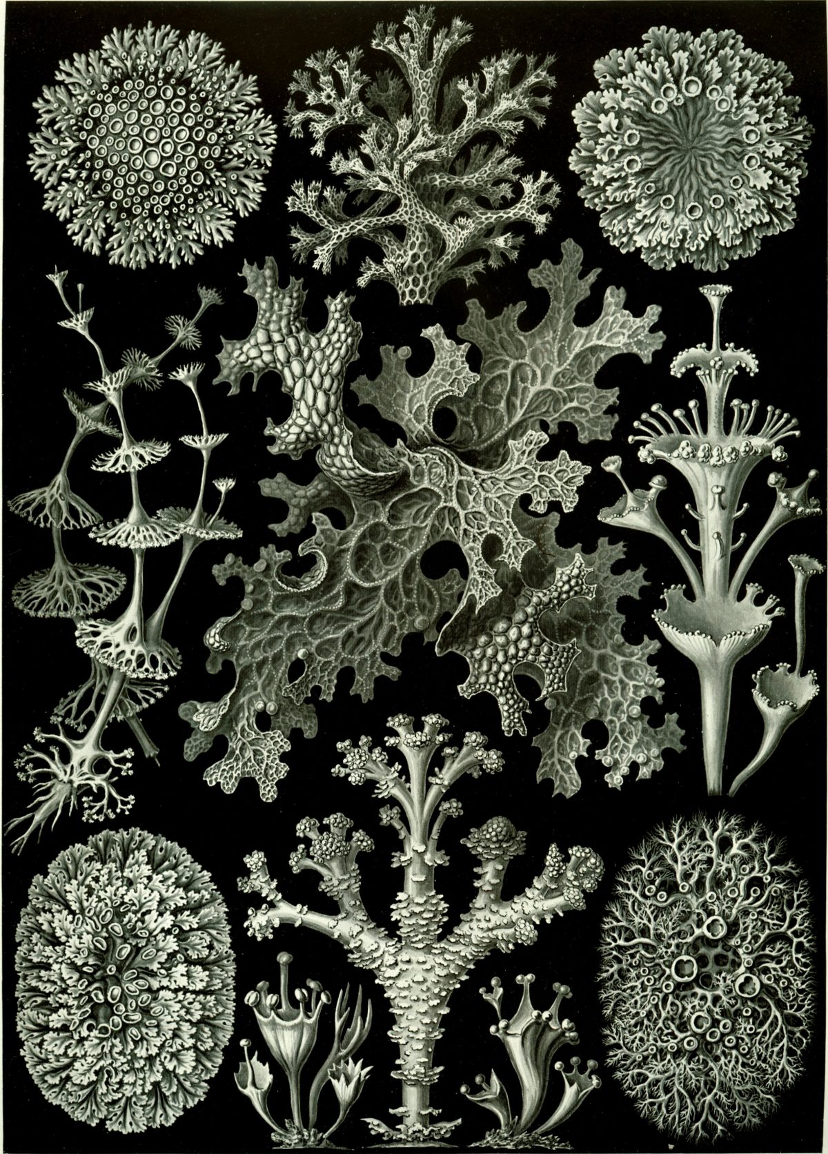 Ernst Haeckel - Kunstformen der Natur (1904), plate 83: Lichenes