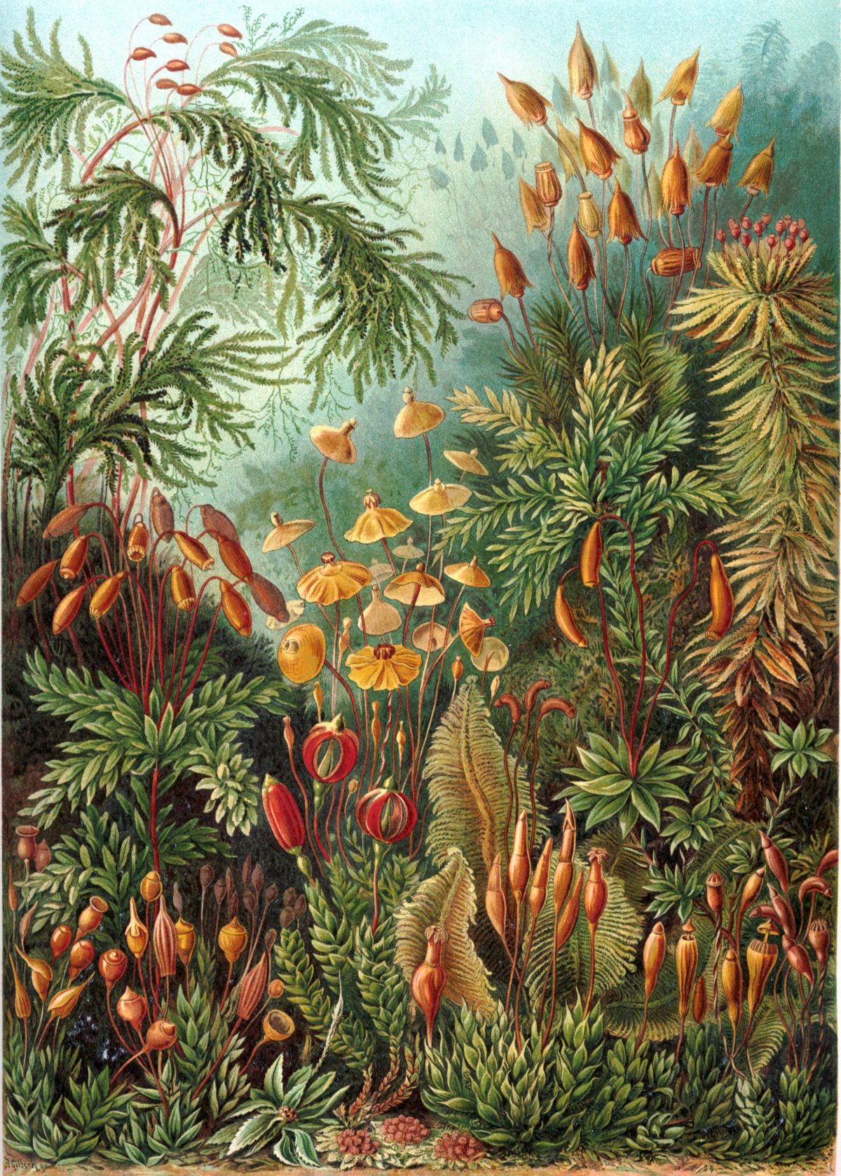 Ernst Haeckel - Kunstformen der Natur (1904), plate 72: Muscinae
