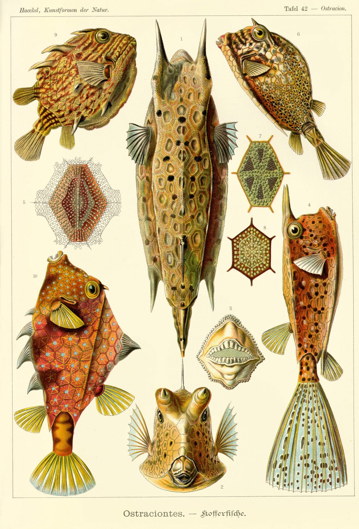 Ernst Haeckel - Kunstformen der Natur (1904), plate 42: Ostraciontes