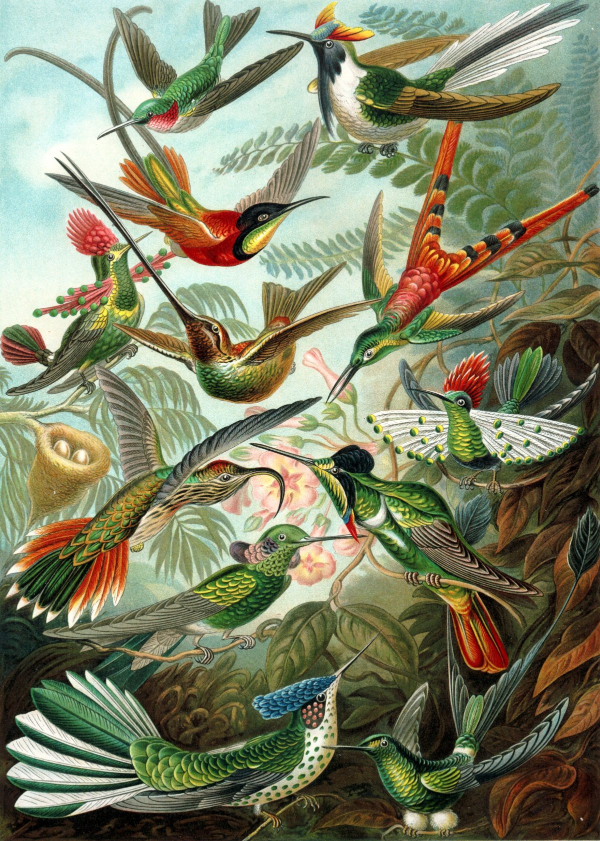 Ernst Haeckel - Kunstformen der Natur (1904), plate 99: Trochilidae