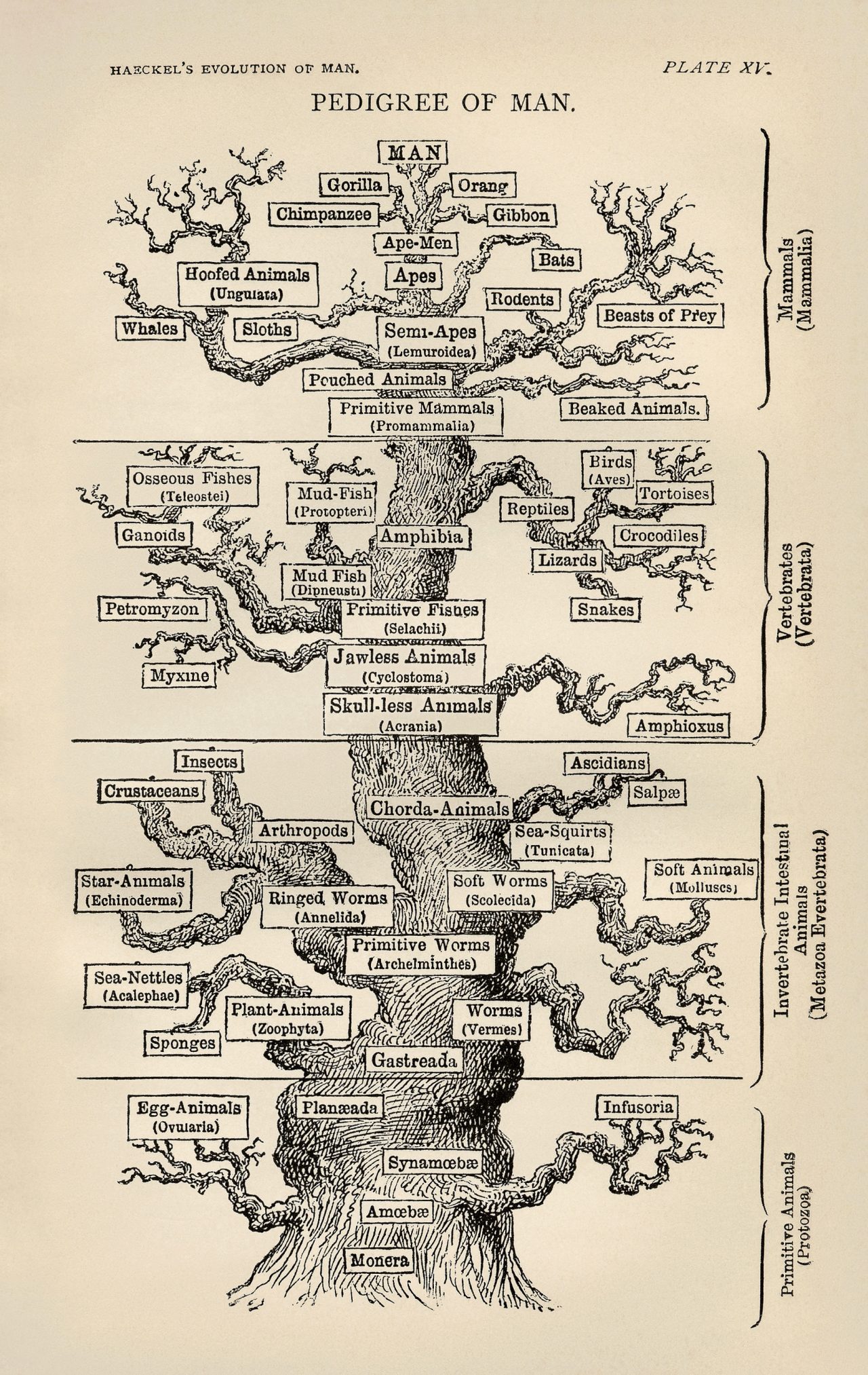 Ernst Haeckel