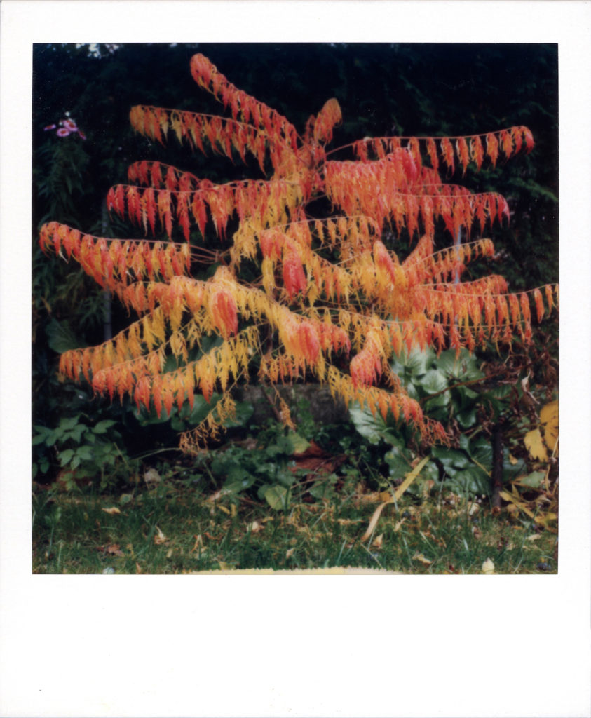 Garden Munich, Germany, October 1984 Polaroid 600 - Robby Müller