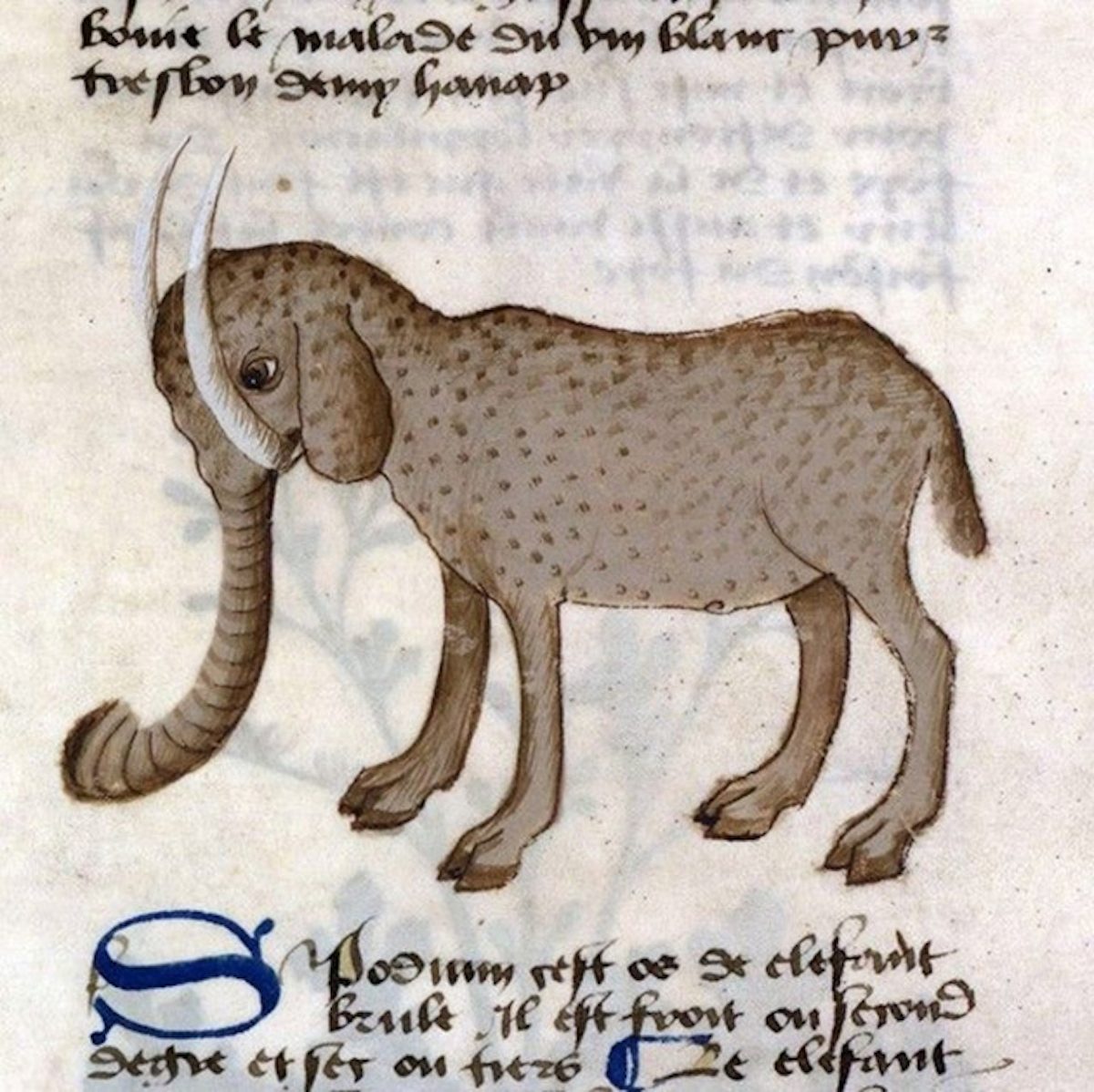 How Medieval Artists Saw Elephants Claws, Hooves, Trunks Like Trumpets