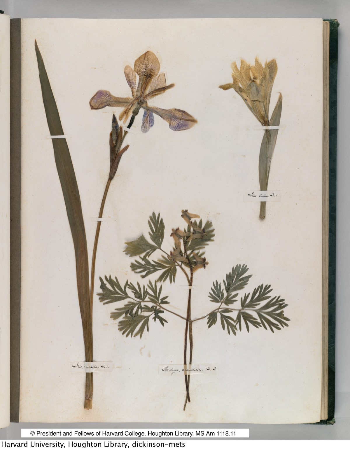 Emily Dickinson’s Herbarium