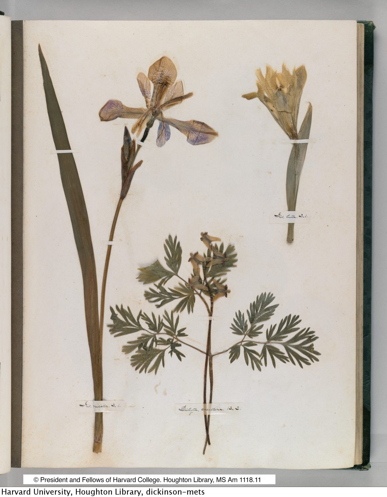 Dickinson, Emily, 1830-1886. Herbarium, circa 1839-1846