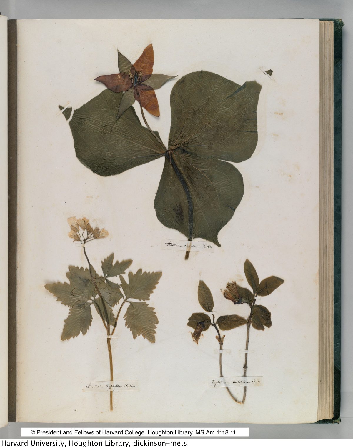 Emily Dickinson’s Herbarium