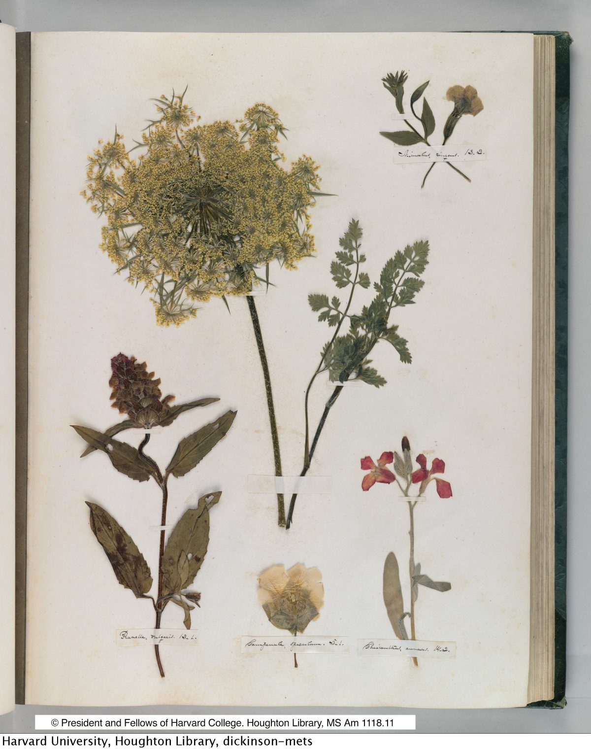 Emily Dickinson’s Herbarium