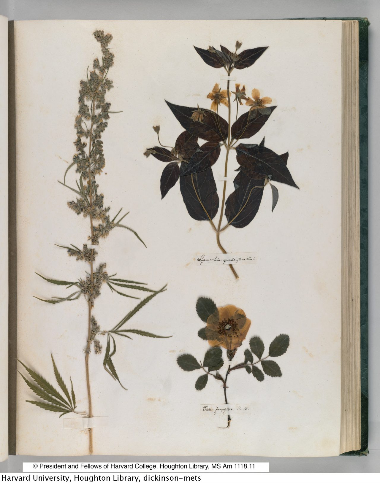 Emily Dickinson’s Herbarium