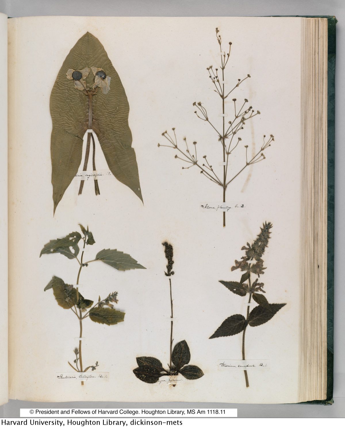 Emily Dickinson’s Herbarium