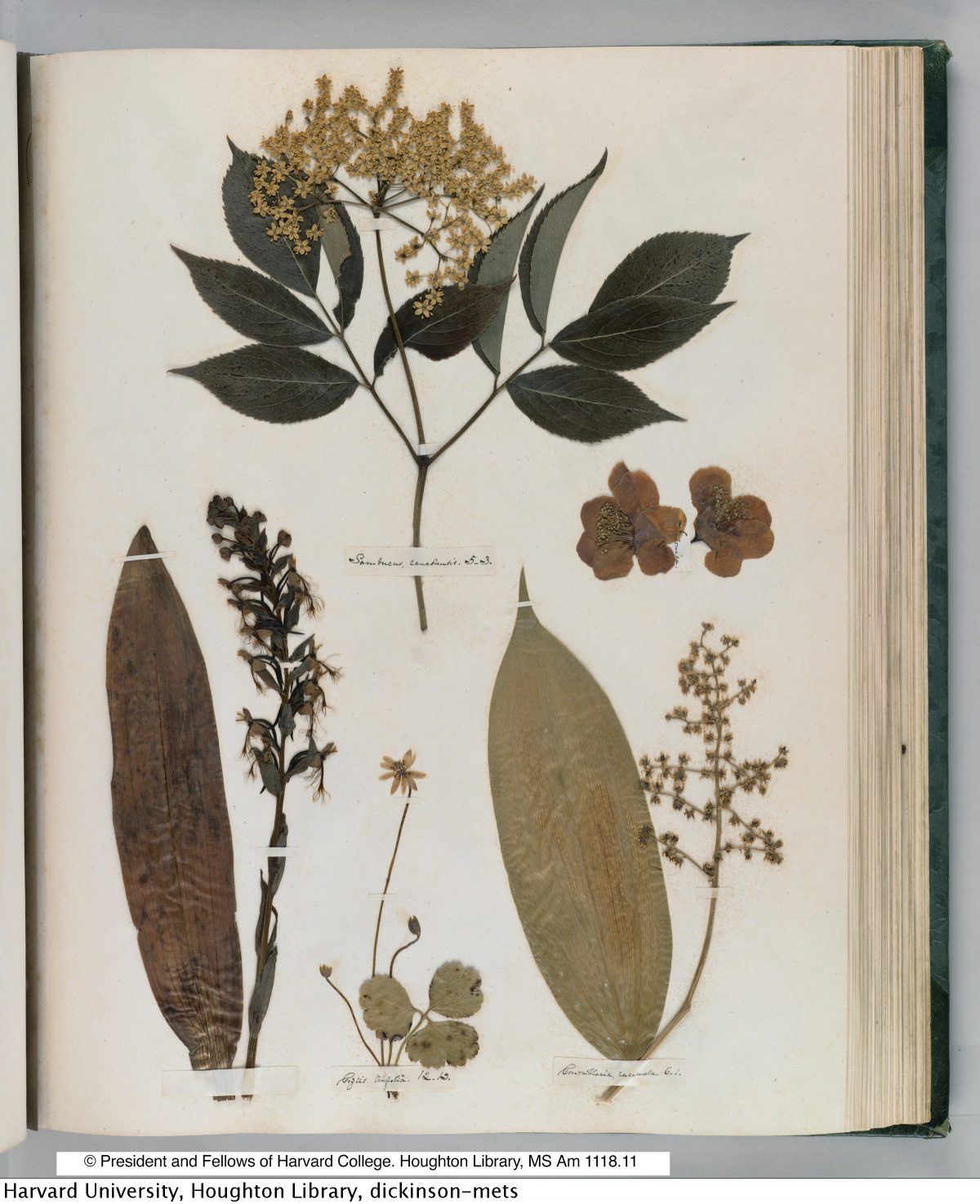 Emily Dickinson’s Herbarium