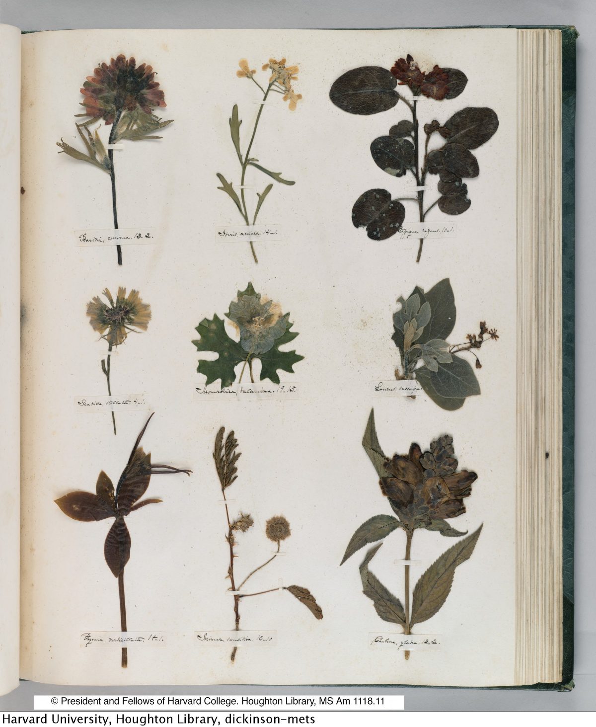 Emily Dickinson’s Herbarium