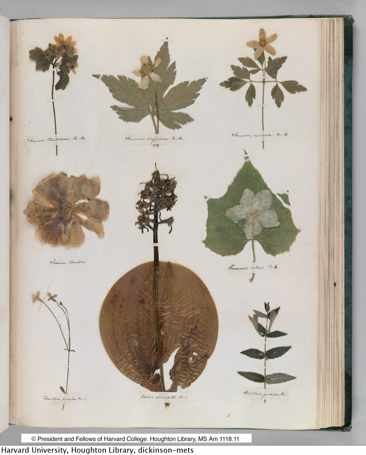 Emily Dickinson’s Herbarium