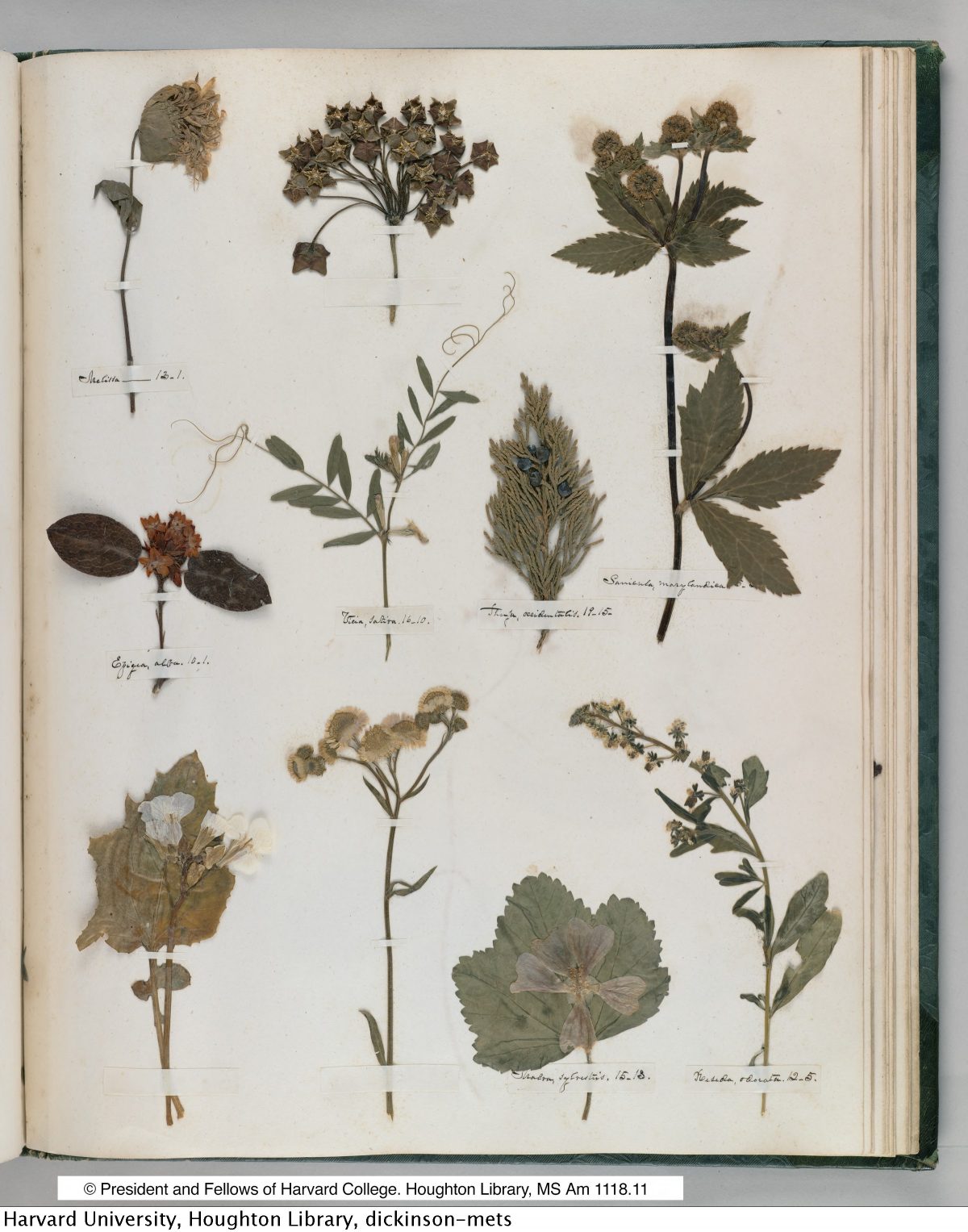 Emily Dickinson’s Herbarium