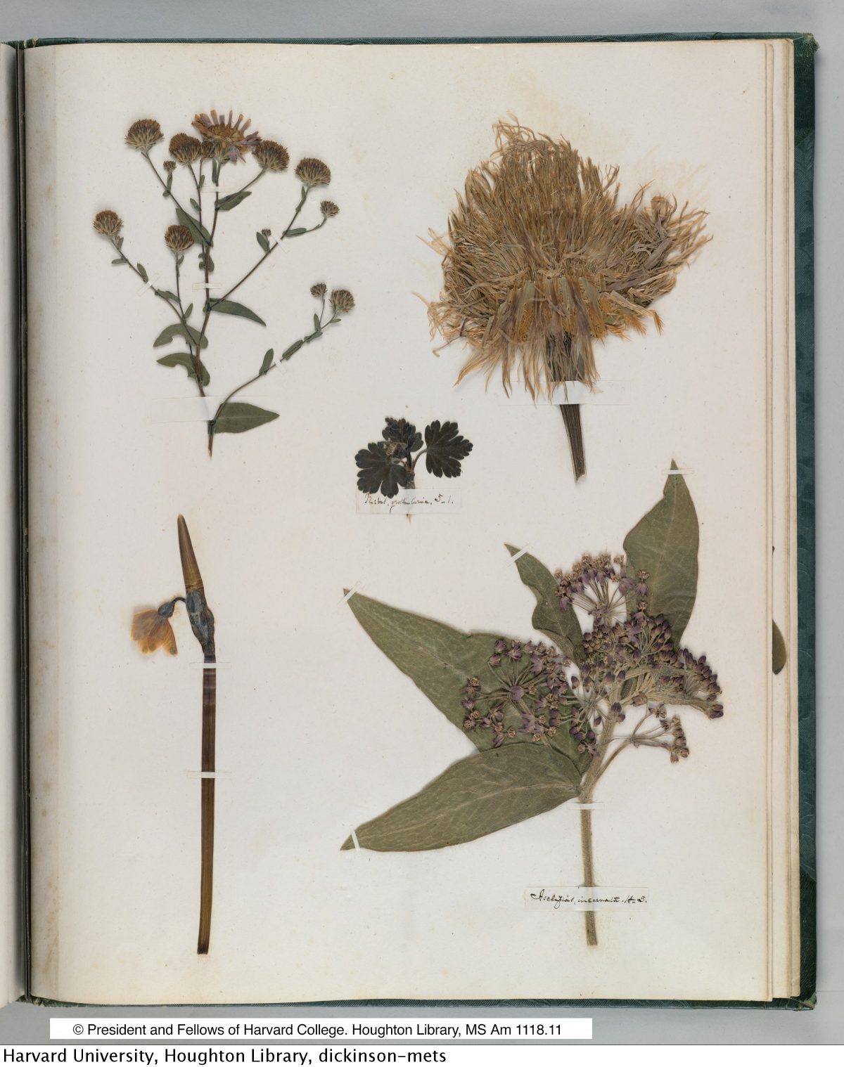 Emily Dickinson’s Herbarium