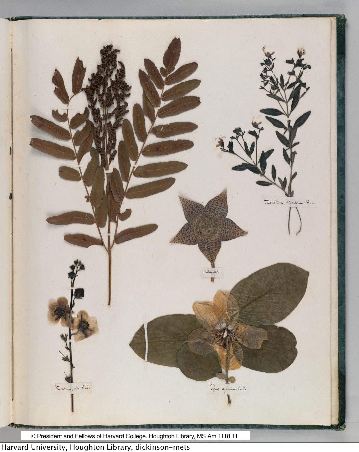 Emily Dickinson’s Herbarium