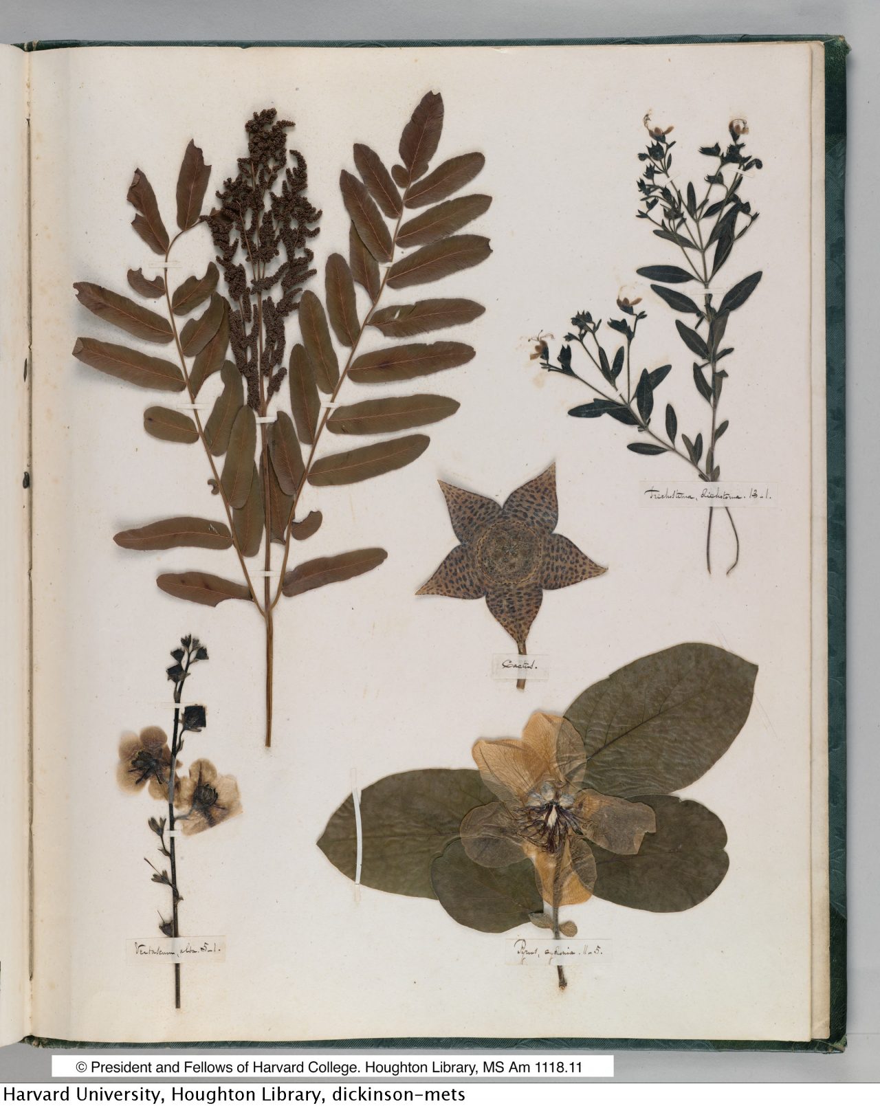 Dickinson, Emily, 1830-1886. Herbarium, circa 1839-1846