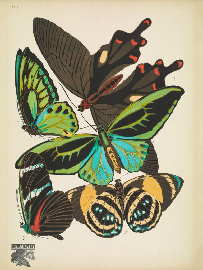 Art Prints Butterflies Flashbak