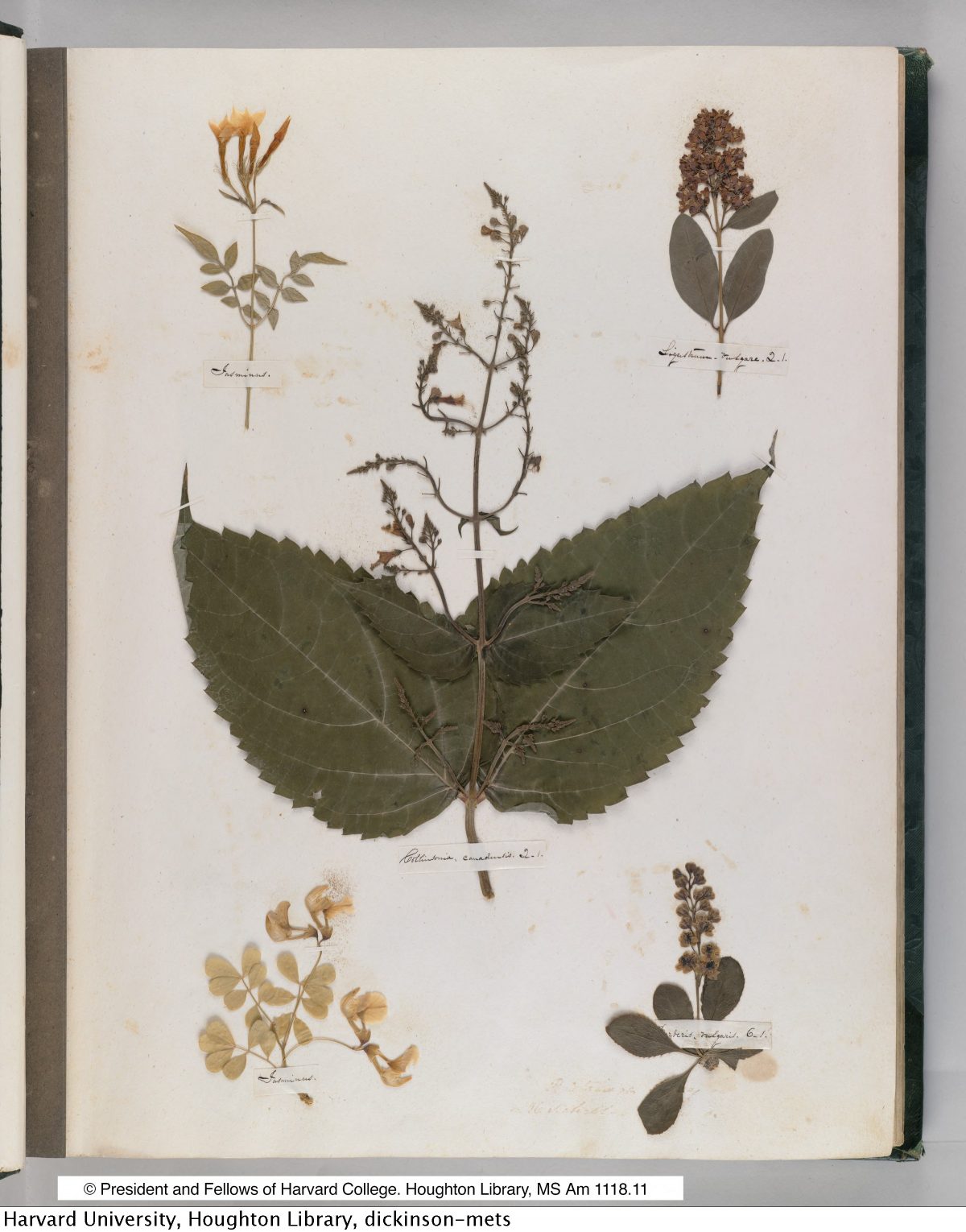 Emily Dickinson’s Herbarium