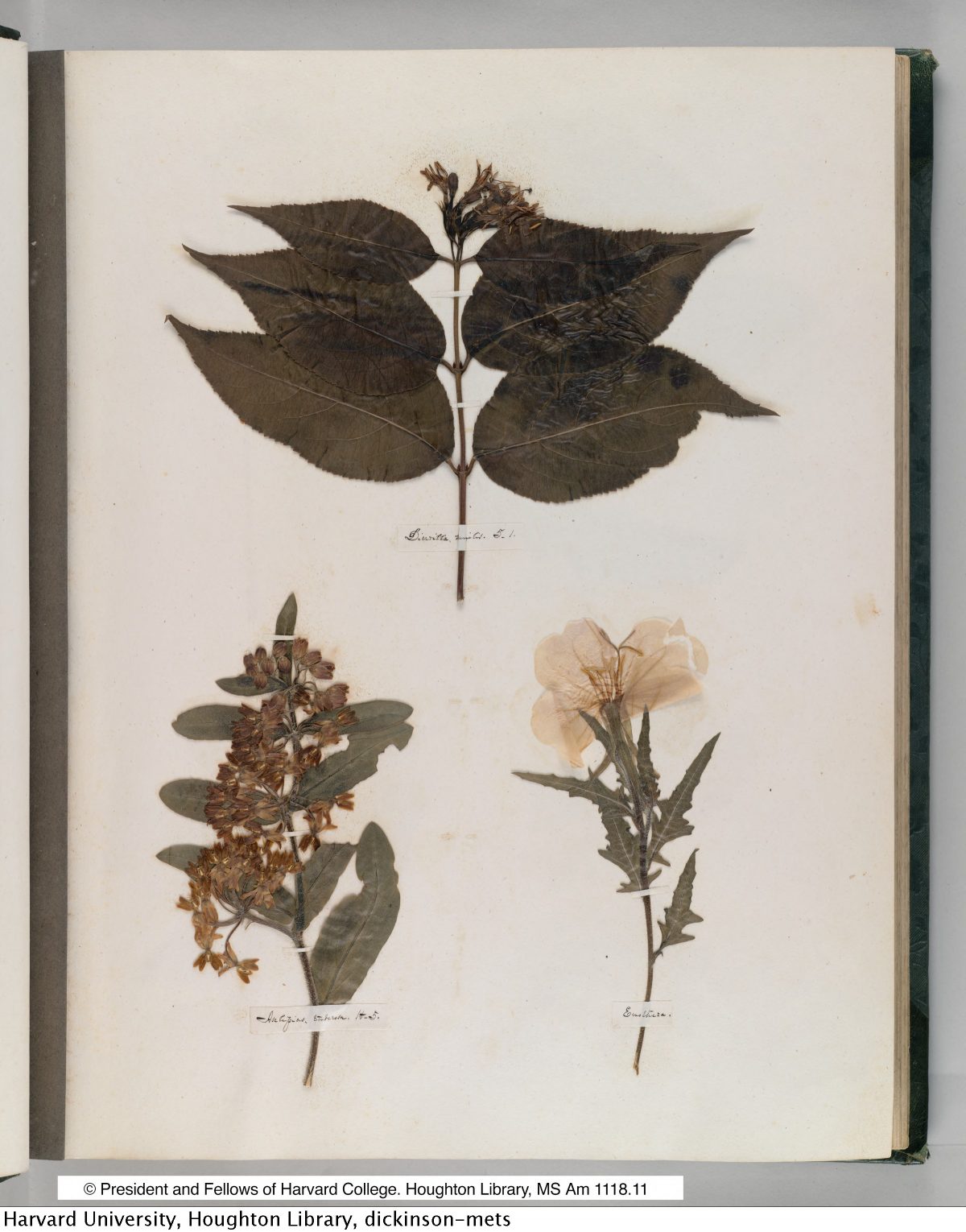 Emily Dickinson’s Herbarium