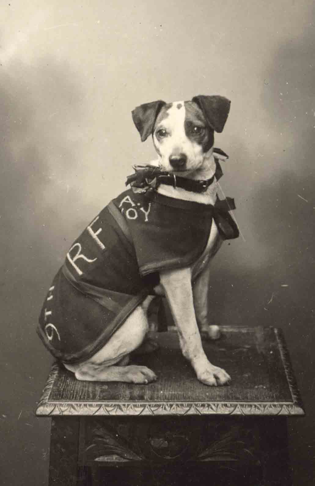 Jack Russell Dogs vintage photographs-27