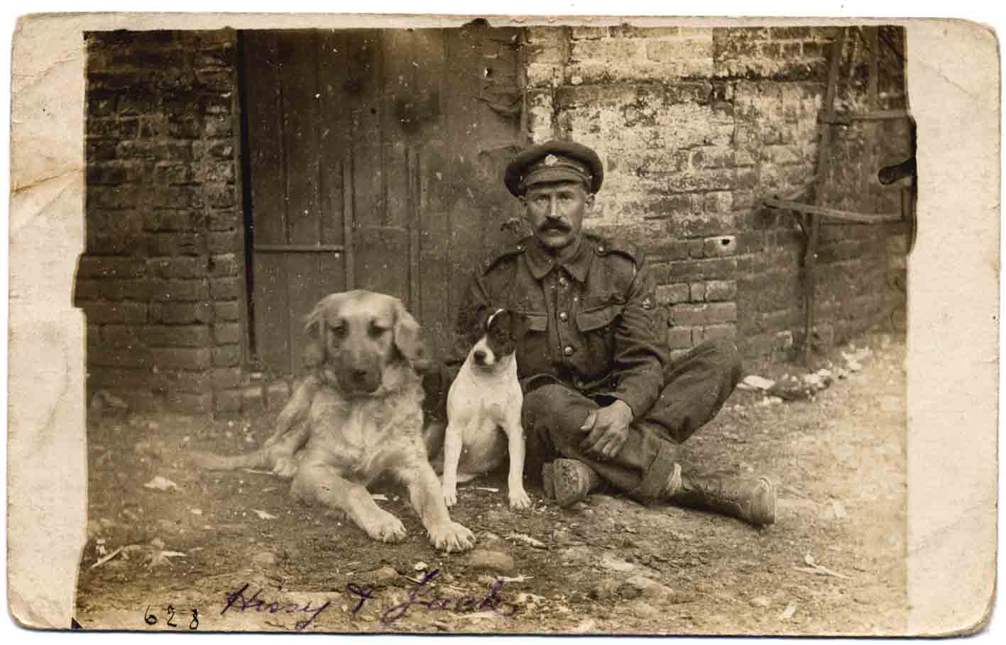 Jack Russell Dogs vintage photographs-27