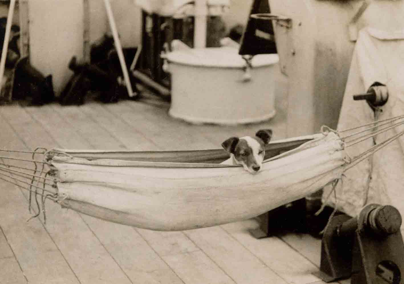 Jack Russell Dogs vintage photographs-27