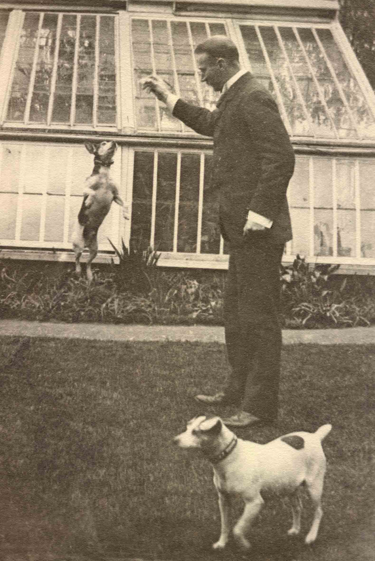Jack Russell Dogs vintage photographs-27