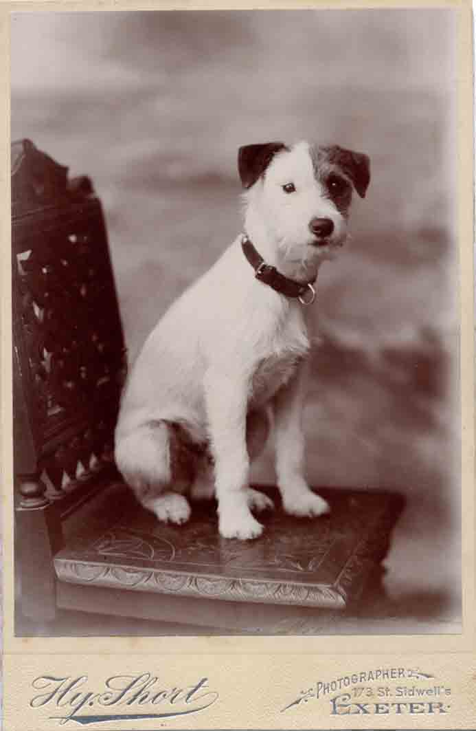 Jack Russell Dogs vintage photographs-27