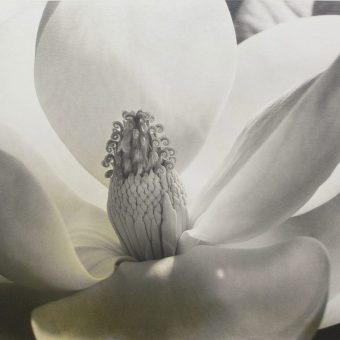 Imogen Cunningham’s Sublime Close-Up Botanical Photos from the 1920s and 30s