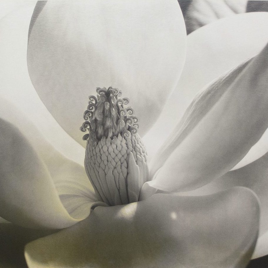 Imogen Cunningham's Sublime Close-Up Botanical Photos from the