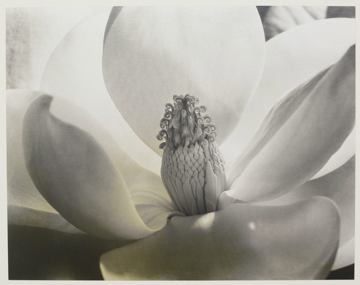 Imogen Cunningham's Sublime Close-Up Botanical Photos from the