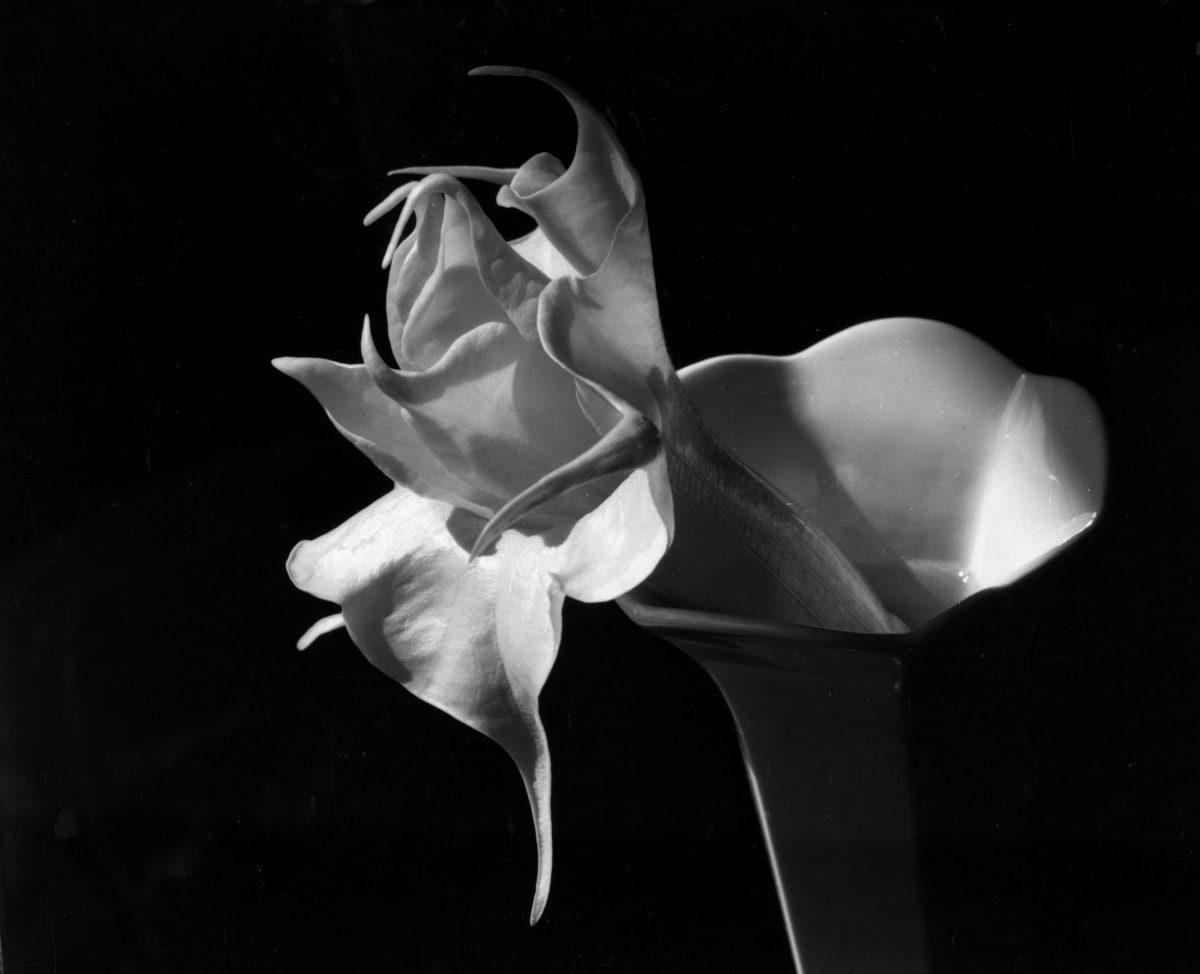 Imogen Cunningham's Sublime Close-Up Botanical Photos from