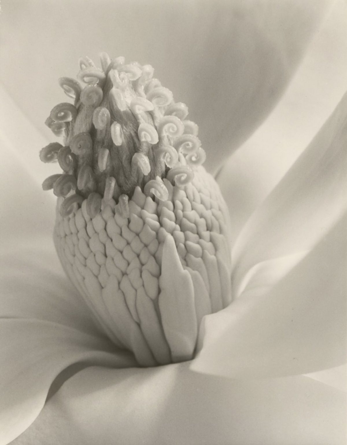 Imogen Cunningham Sublime Close-Up Botanical Photos from the 1920s and 1930s