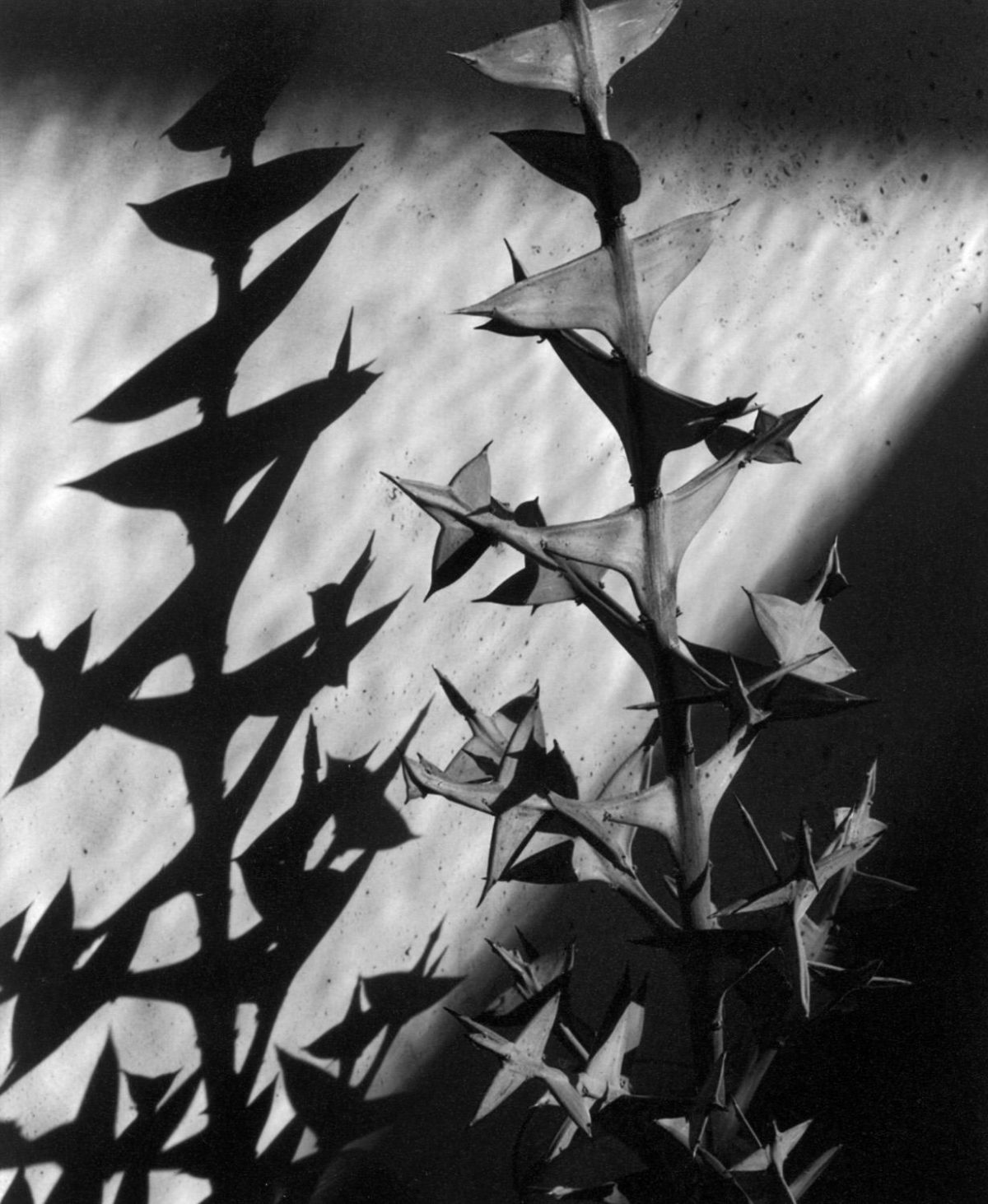 Imogen Cunningham Sublime Close-Up Botanical Photos from the 1920s and 1930s