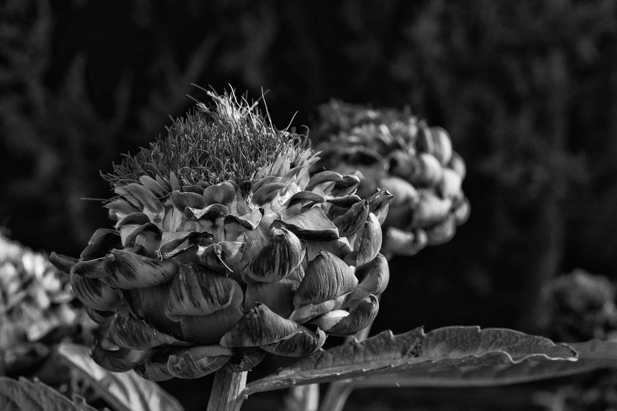 Imogen Cunningham Sublime Close-Up Botanical Photos from the 1920s and 1930s