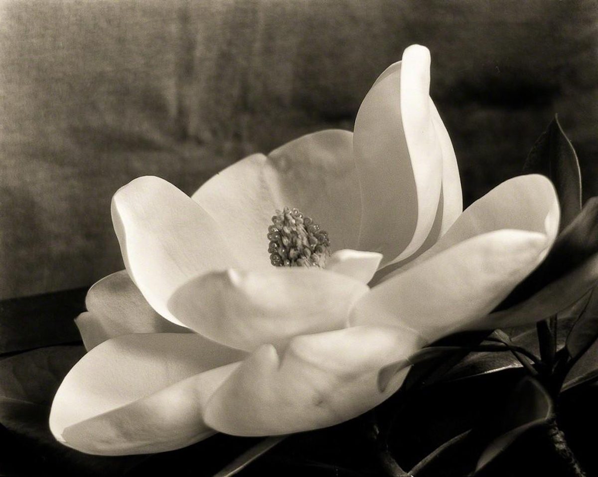 Imogen Cunningham Sublime Close-Up Botanical Photos from the 1920s and 1930s